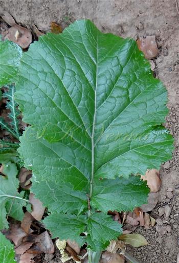  Leaf